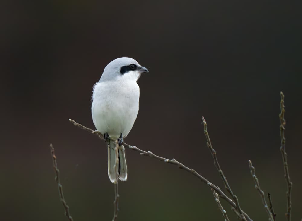 Grey Shrike Perched by Allan Wallberg — canvas wall art