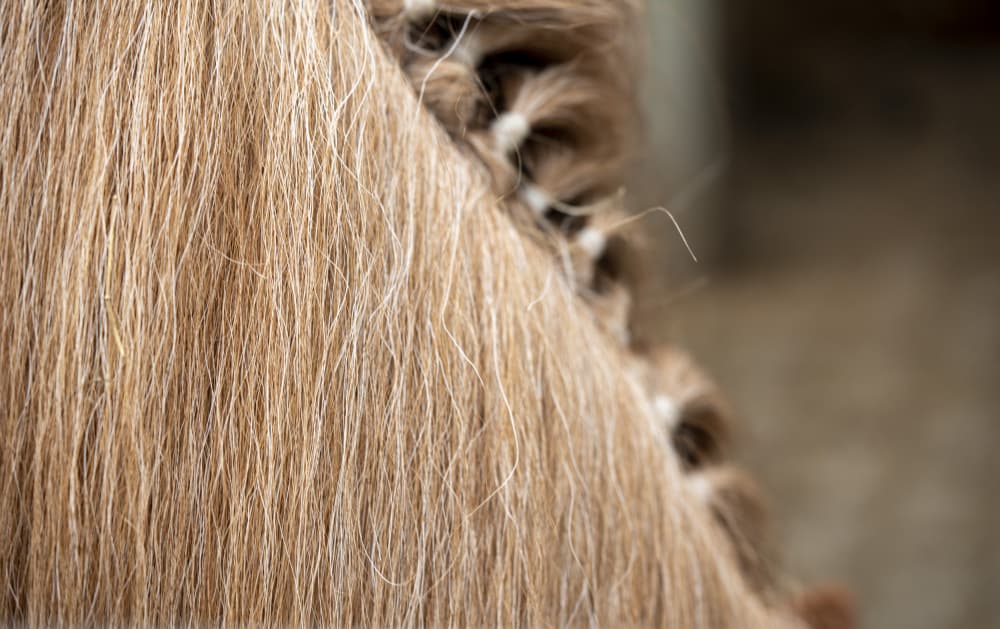 Braided Horse Mane by Bilge Paksoylu — canvas wall art