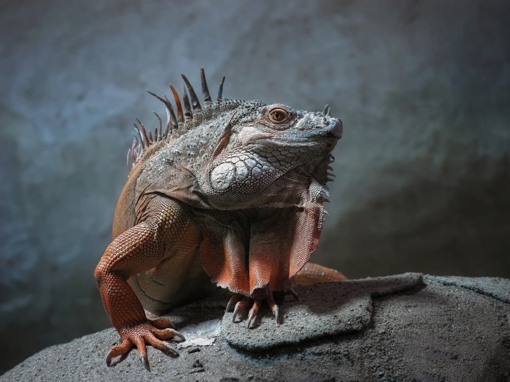 Regal Red Iguana by Holger Droste — canvas wall art