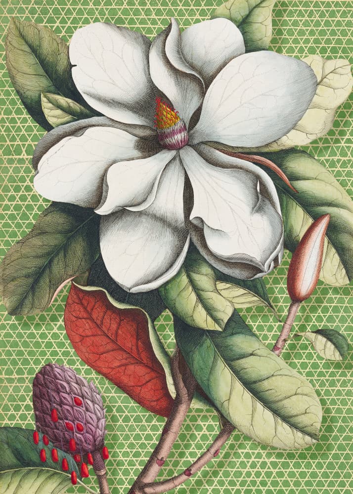 White Magnolia Blossom by Marja van den Hurk — canvas wall art