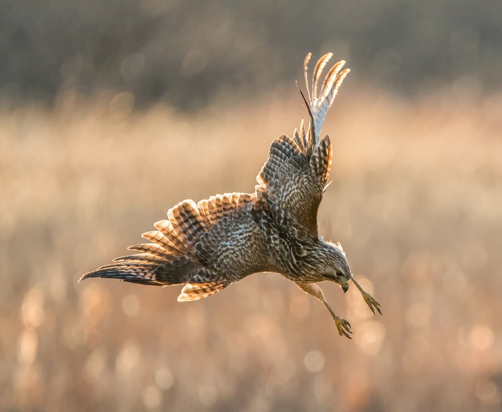 Golden Hour Hunter by Alex Li — canvas wall art