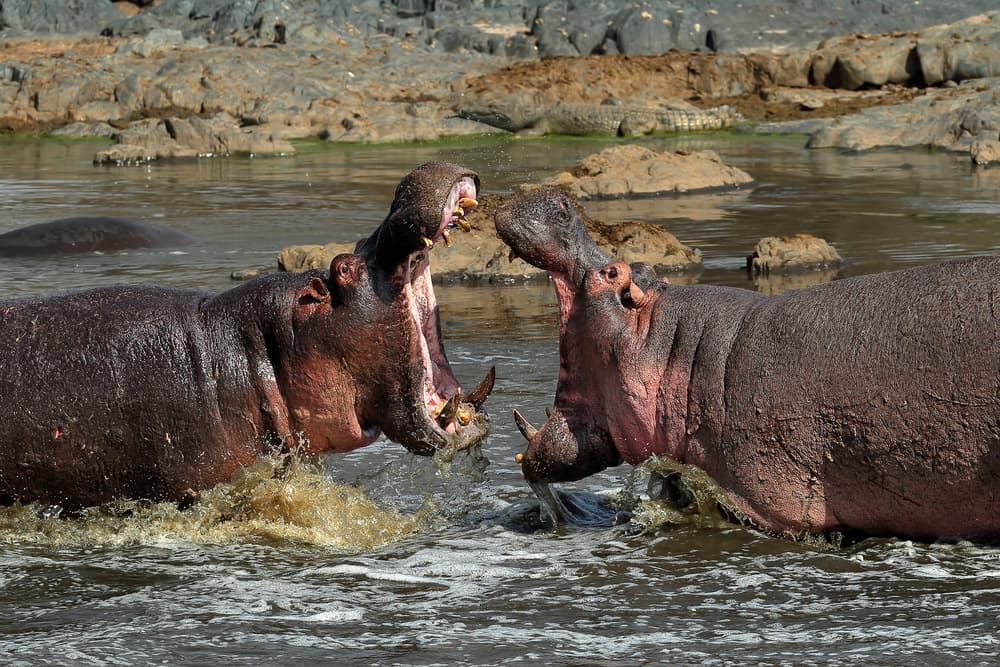Powerful Hippo Fight by Nicolás Merino — canvas wall art