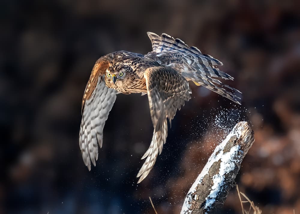 Dynamic Hawk Lift-Off by Annie Poreider — canvas wall art