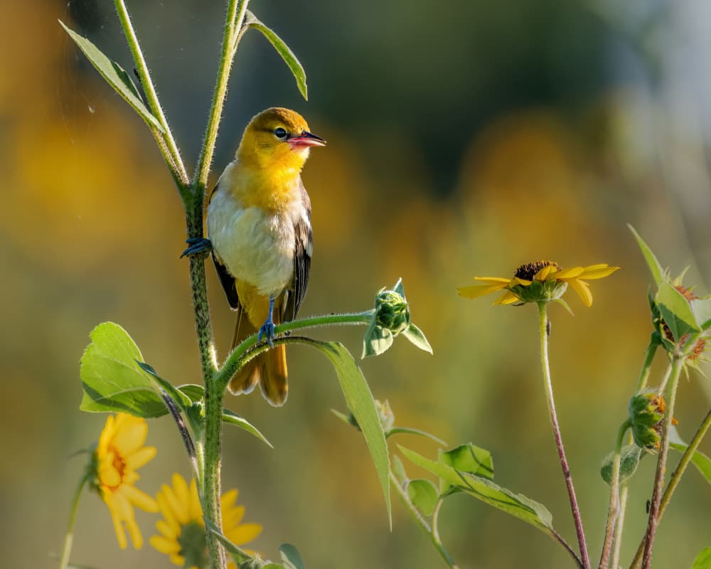 Yellow Oriole in Sunlight by Jacob (Jian) Xu — canvas wall art
