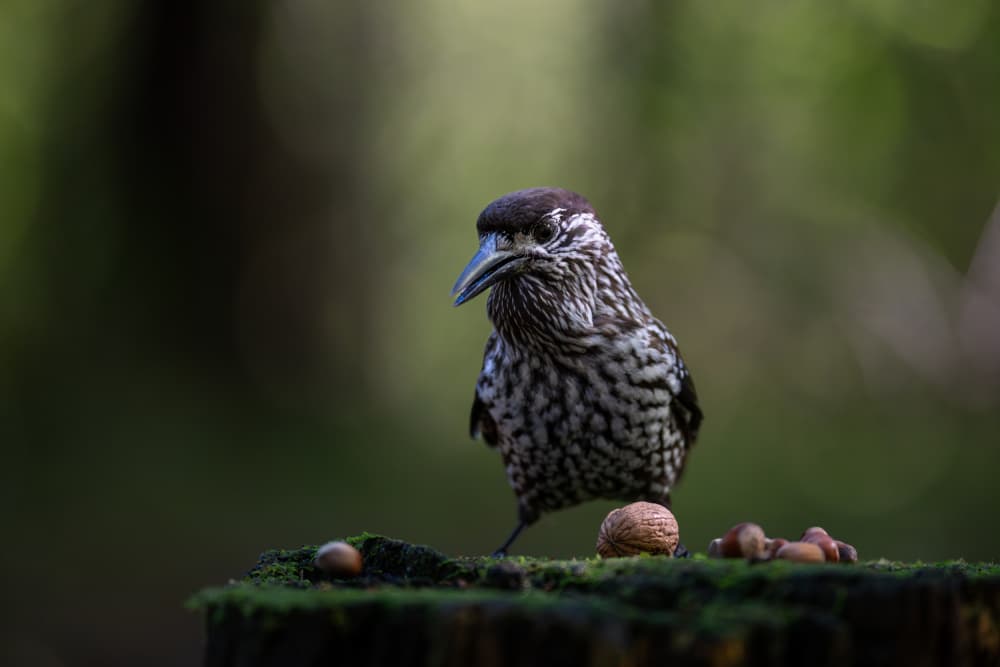 Spotted Nutcracker Forest by Bjoern Alicke — canvas wall art