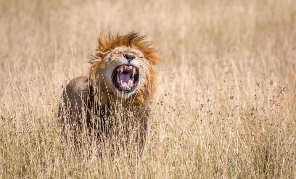 Powerful Lion Roar by Jeffrey C. Sink — canvas wall art
