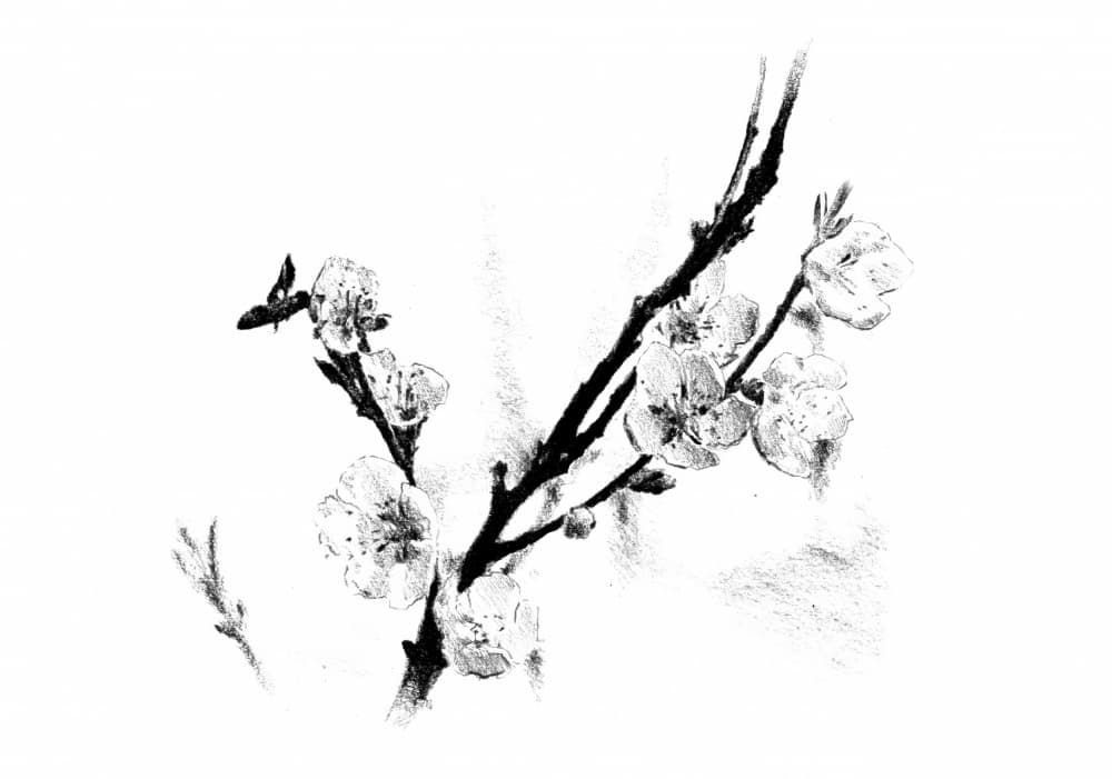 Delicate Blossom Sketch by Kulik — canvas wall art