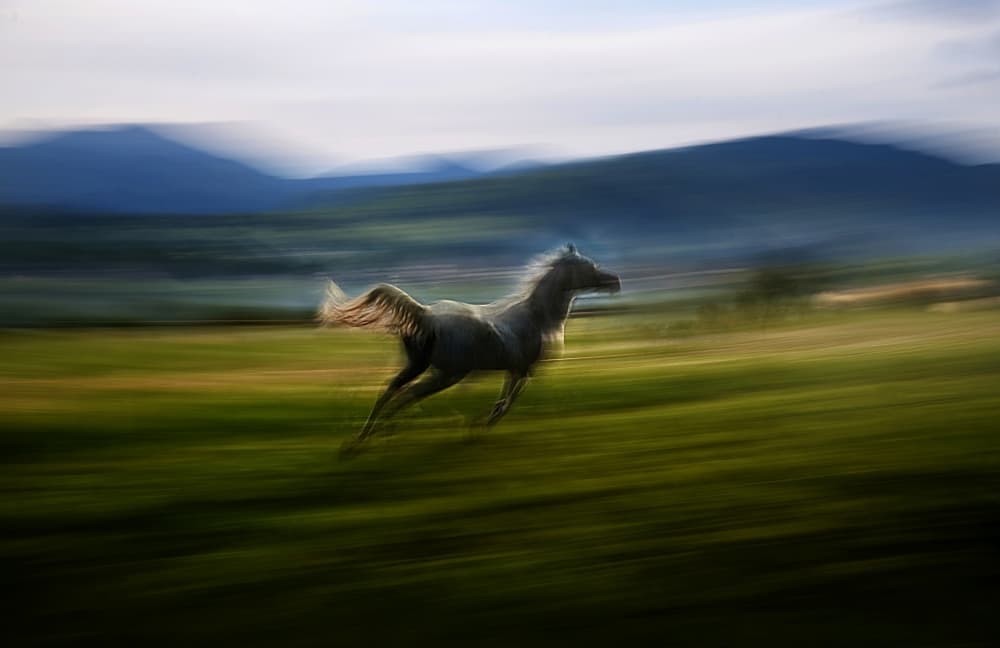 Running Wild Horse by Milan Malovrh — canvas wall art