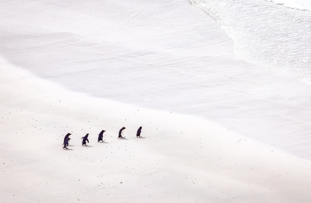 Penguins Coastal Walk by Ning Lin — canvas wall art