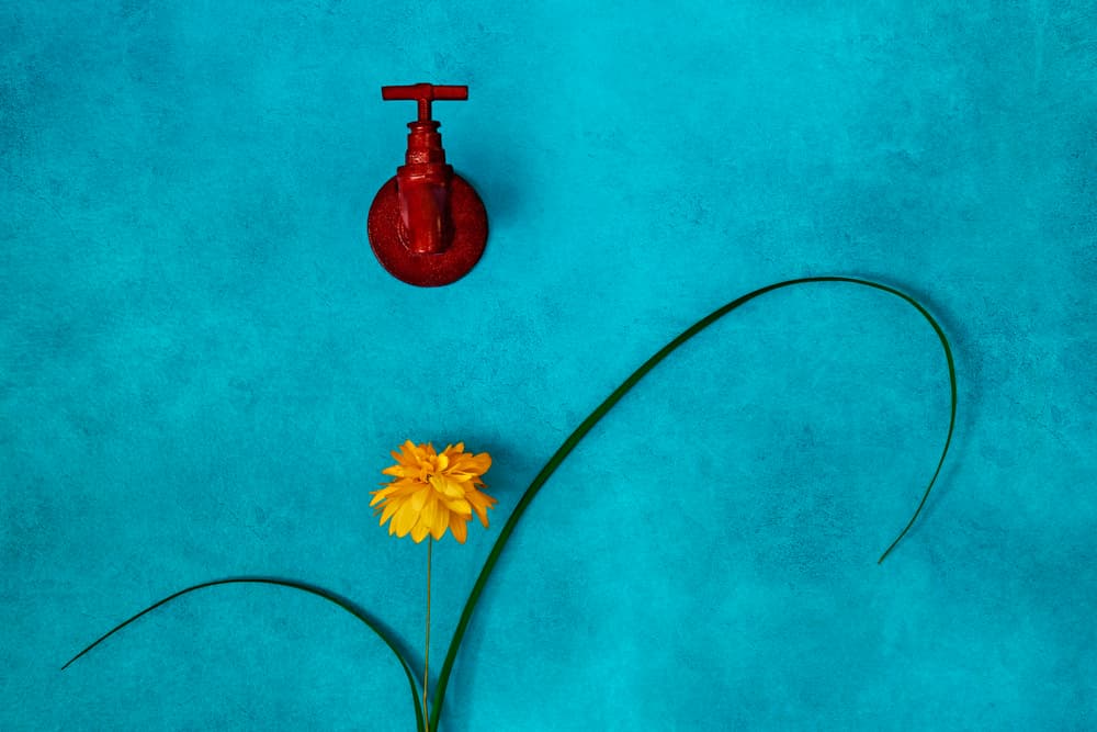 Red Faucet Yellow Flower by Stephen Clough — canvas wall art