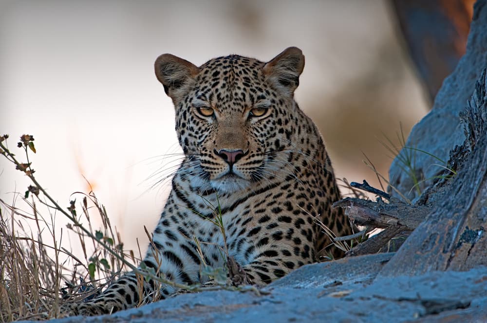 Intense Leopard Gaze by Benton Murphy — canvas wall art