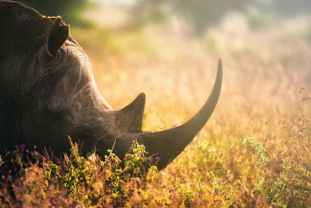 Golden Hour Rhino by Mohammed Alnaser — canvas wall art