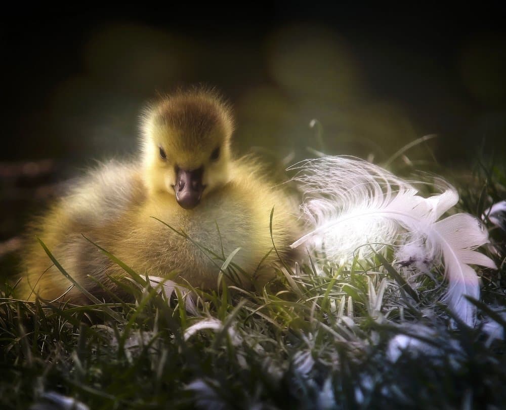 Fluffy Baby Duckling by Anna Cseresnjes — canvas wall art