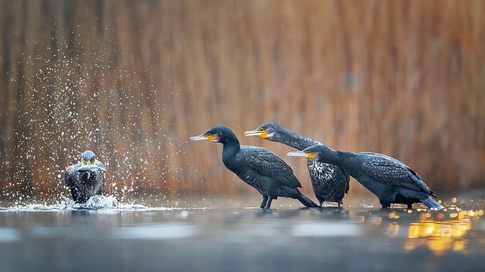 Cormorants Splashing Water by Annie Poreider — canvas wall art