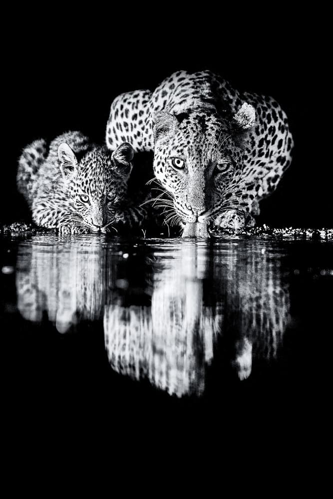 Leopard Cub Night Reflection by Amnon Eichelberg — canvas wall art