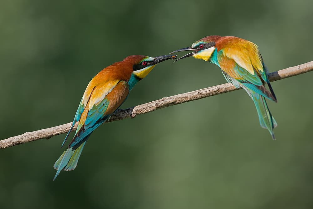 Colorful Bee-eaters Feeding by Marco Pozzi — canvas wall art