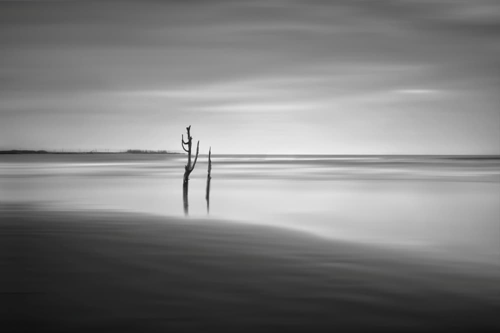 Tranquil Ocean Branches by MingLun Tsai (蔡明倫) — canvas wall art