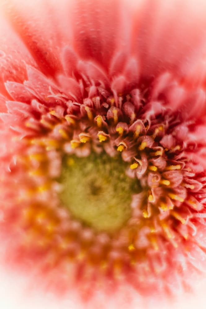 Dewy Pink Gerbera by Javier Pardina — canvas wall art