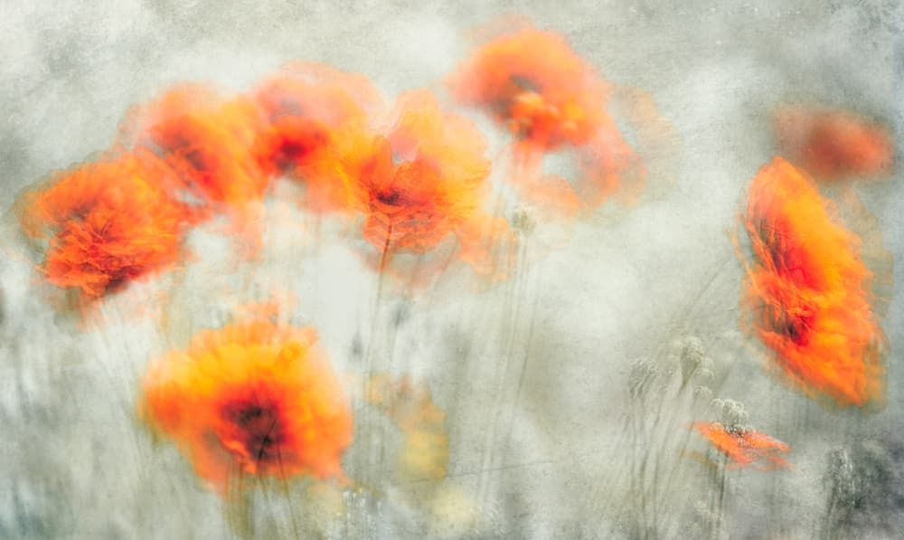 Dreamy Red Poppies by Majid Behzad — canvas wall art