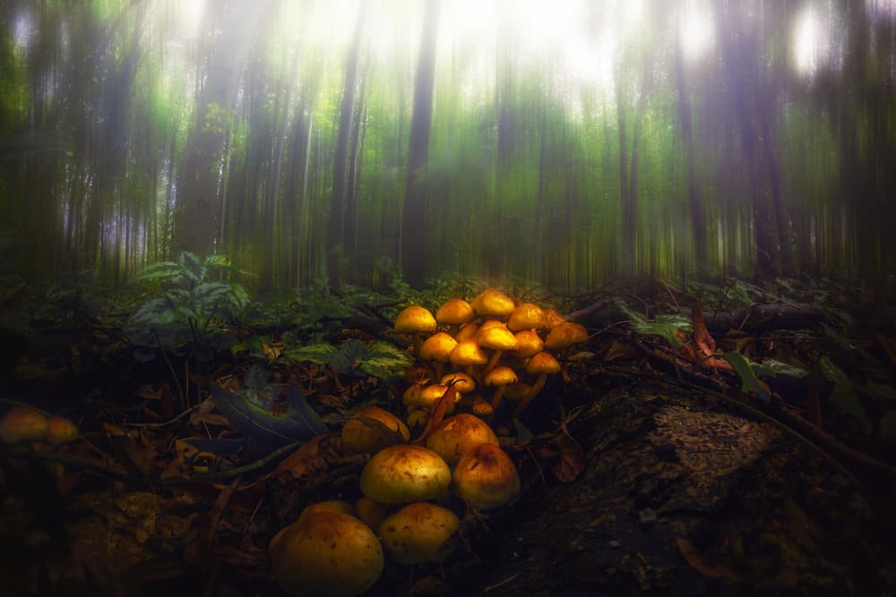 Misty Forest Mushrooms by Michael — canvas wall art