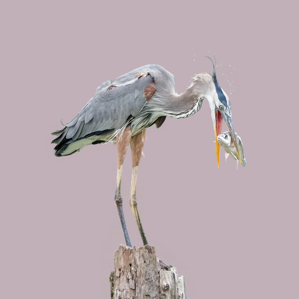 Heron Eating Fish by Alex Li — canvas wall art