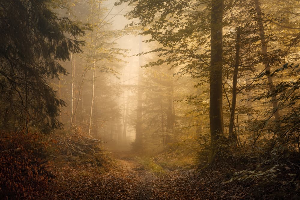 Golden Mist Forest Path by Norbert Maier — canvas wall art