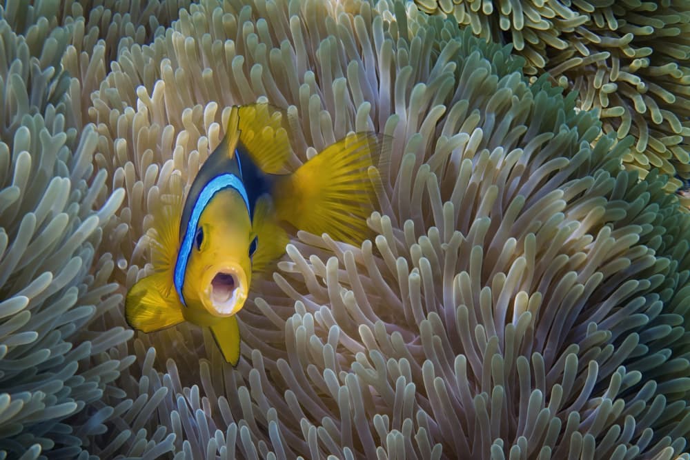 Clownfish in Anemone by Mathilde Guillemot — canvas wall art