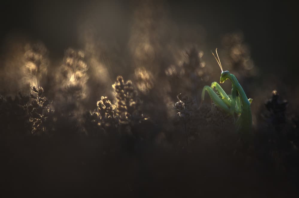 Green Mantis Golden Light by Sebastien Blomme — canvas wall art
