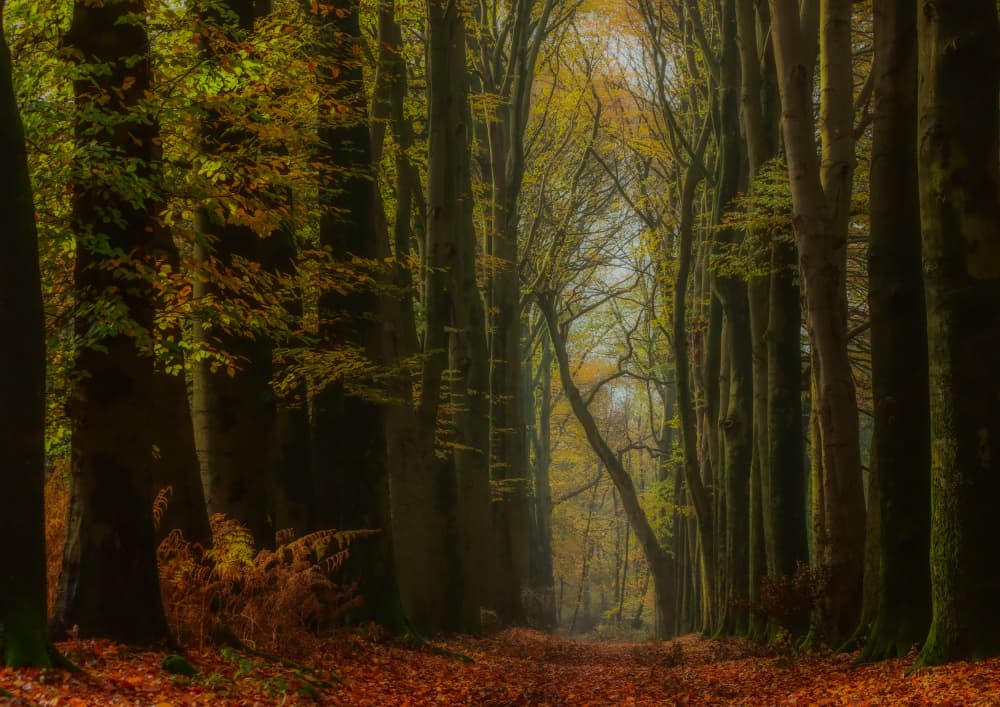 Autumn Forest Path by Hilda van der Lee — canvas wall art