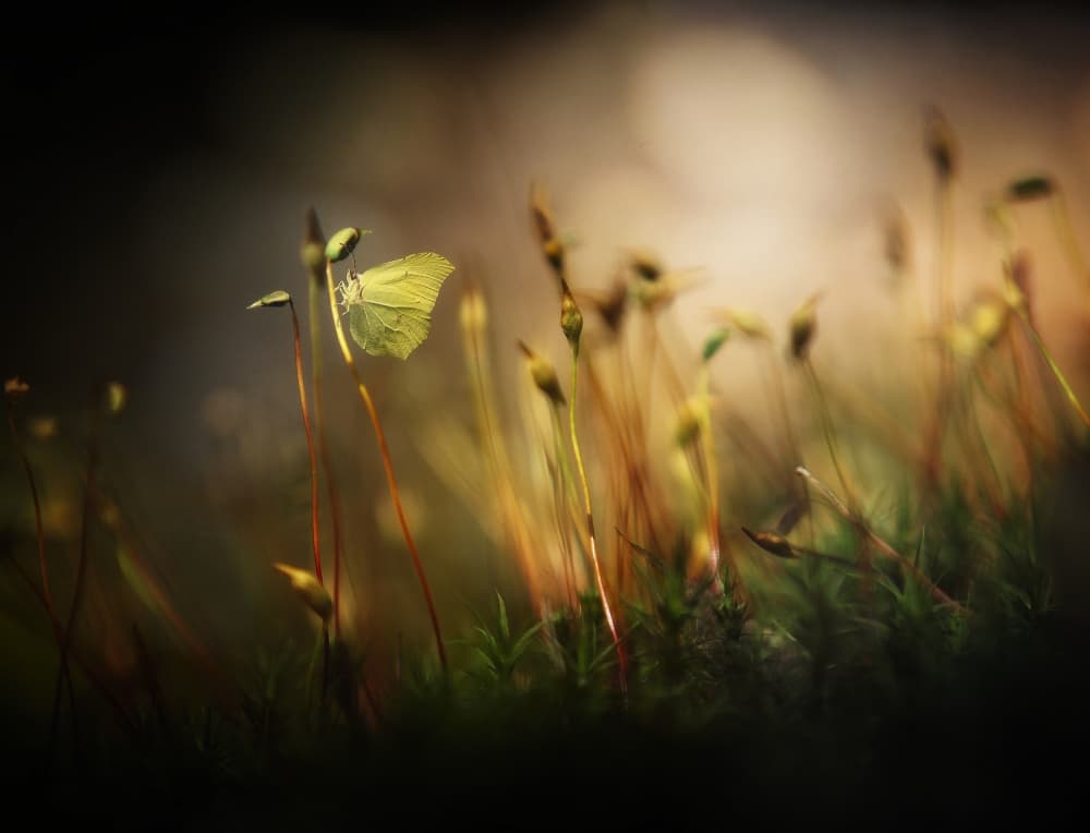 Dreamy Yellow Butterfly by Anna Cseresnjes — canvas wall art