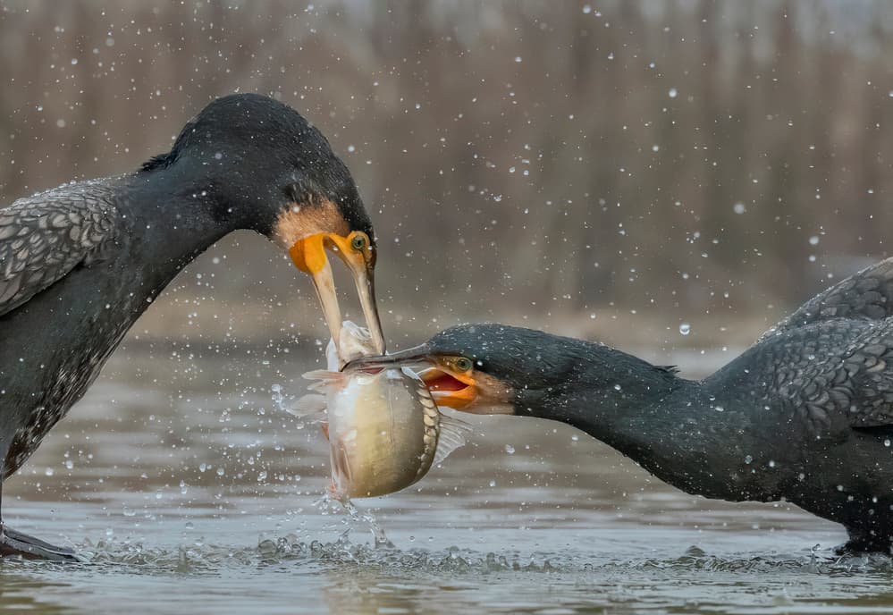 Cormorant Fish Fight by Hong Chen — canvas wall art