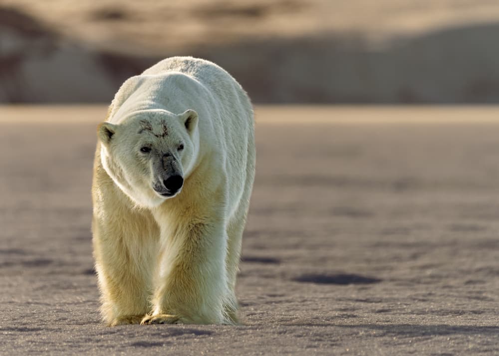 Arctic Wanderer by Shobhit Chawla — canvas wall art