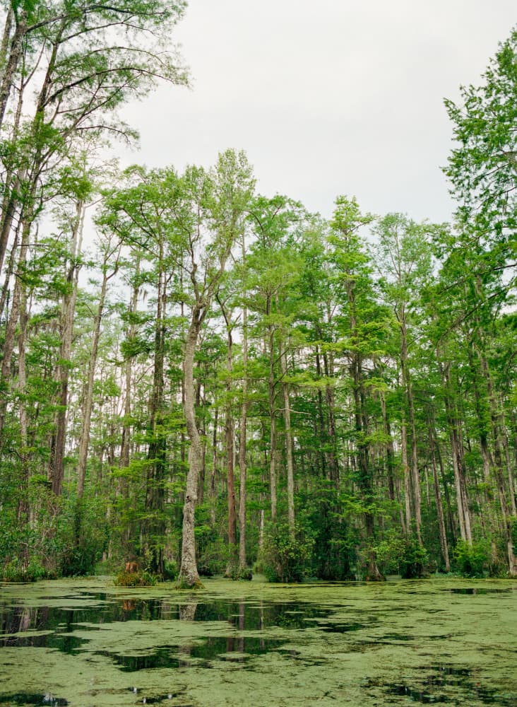 Serene Cypress Swamp by Bethany Young — canvas wall art