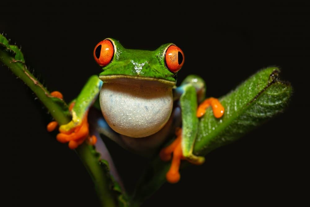 Red-Eyed Tree Frog by Milan Zygmunt — canvas wall art