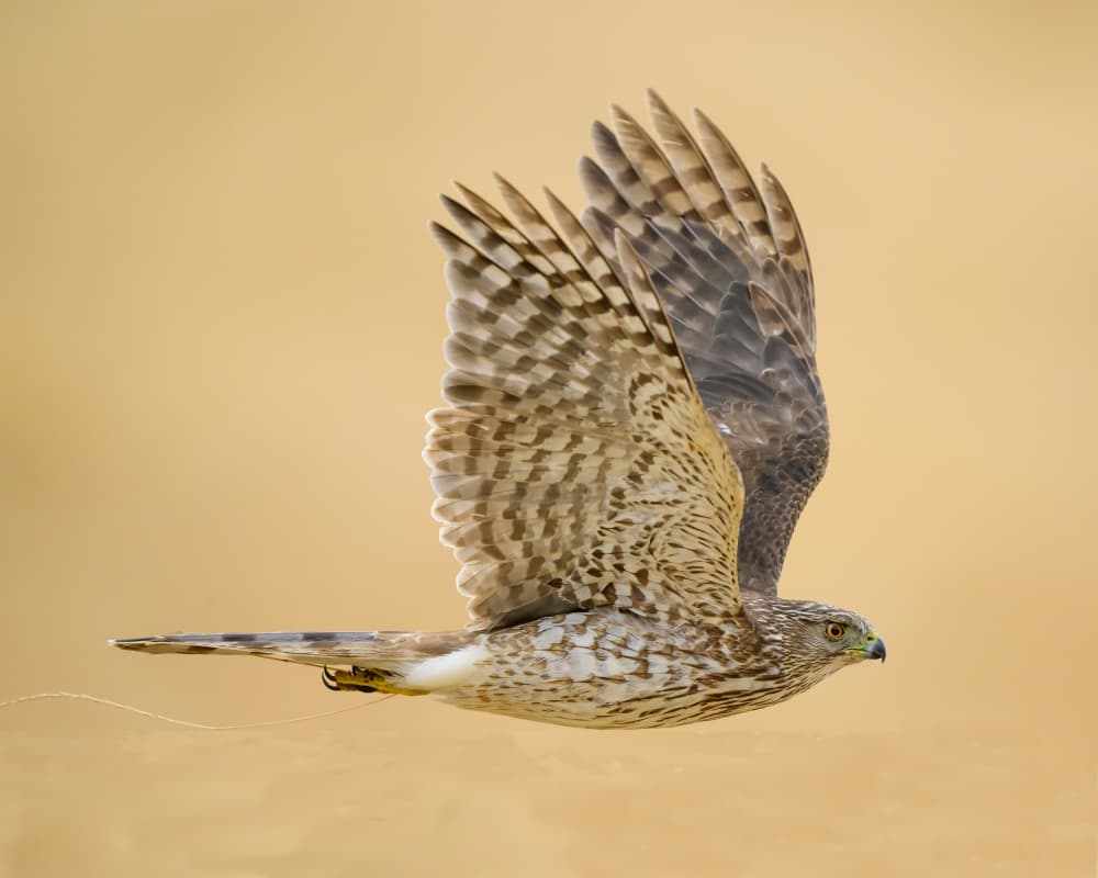 Dynamic Hawk Flight by Moses Wang — canvas wall art