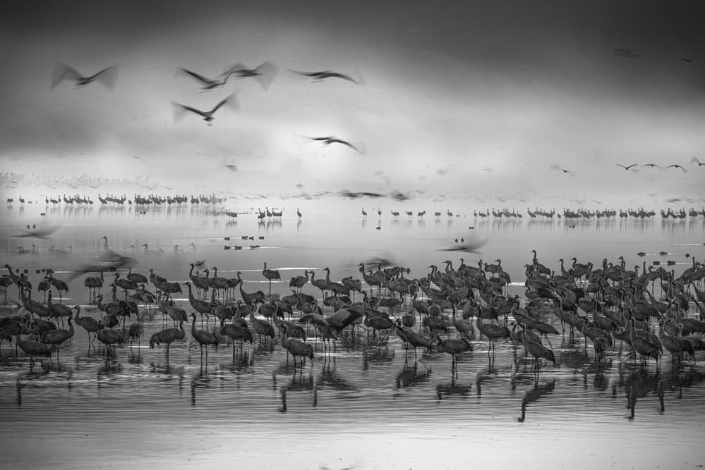 Flying Cranes Serenity by Keren Or — canvas wall art