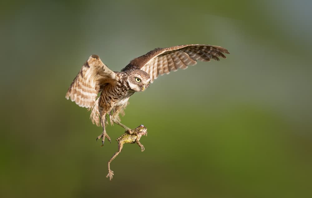 Burrowing Owl Catches Frog by Greg Barsh — canvas wall art