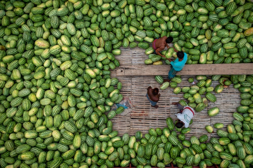 Green Melon Harvest by Azim Khan Ronnie — canvas wall art