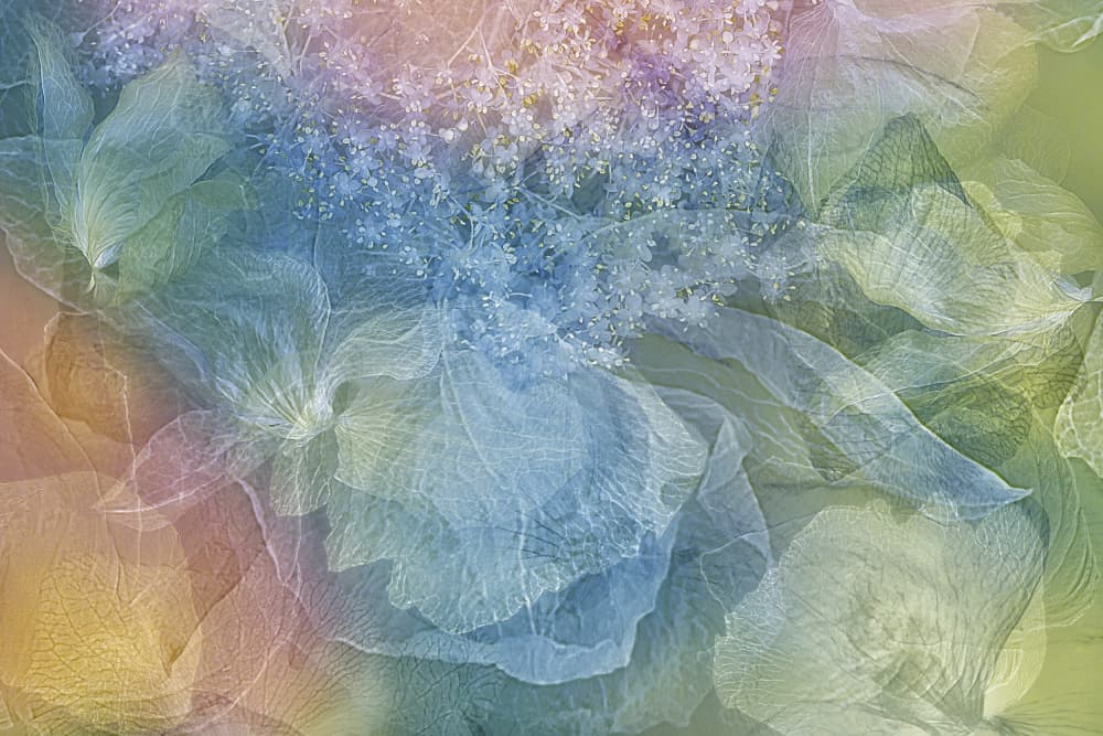 Dreamy Floral Layers by Ludmila Shumilova — canvas wall art