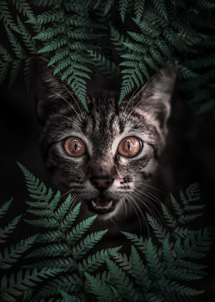 Curious Forest Cat by Ariz Rab — canvas wall art