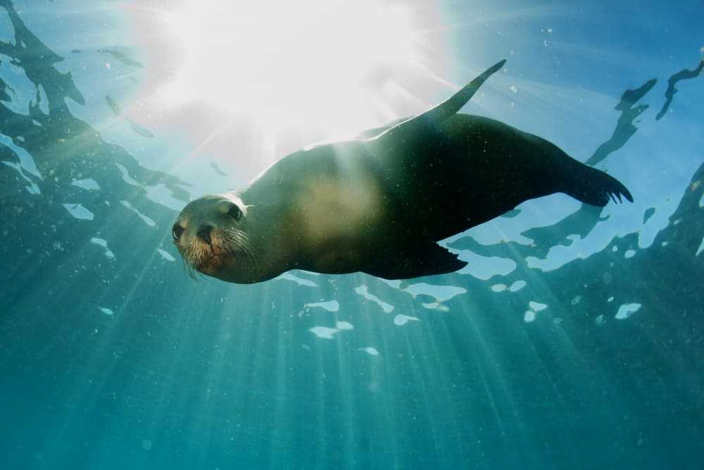 Sunlit Sea Lion Swim by Andrea Izzotti — canvas wall art