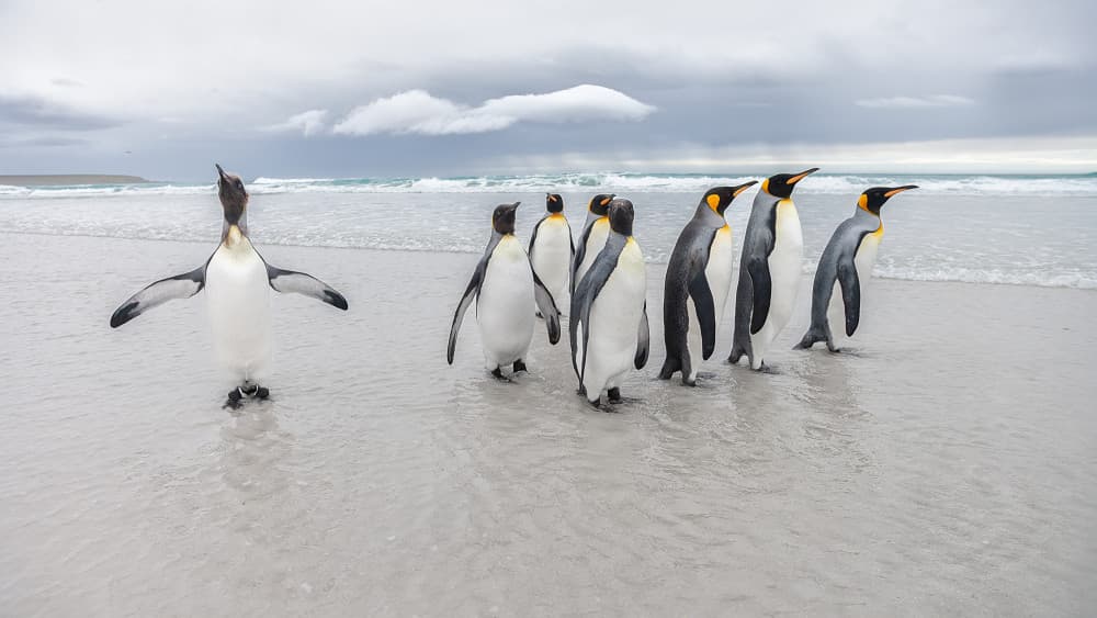 King Penguins on Shore by Joan Gil Raga — canvas wall art