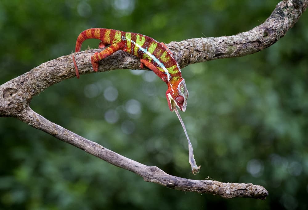 Panther Chameleon Strike by Angela Muliani Hartojo — canvas wall art