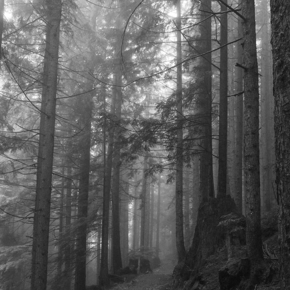Misty Forest Path by Lynann Colligan — canvas wall art
