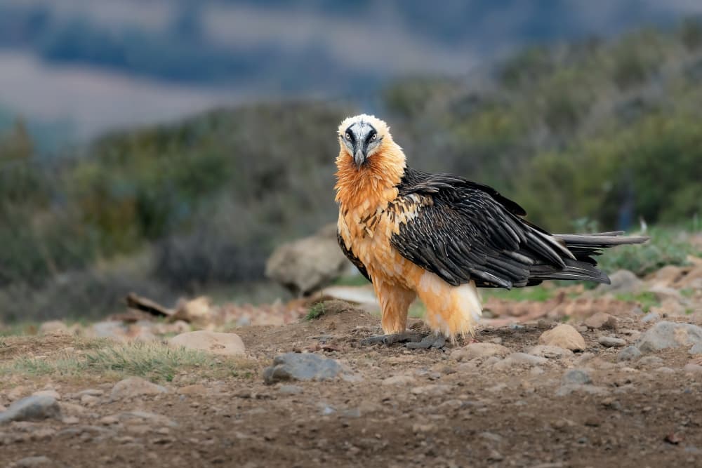 Majestic Bearded Vulture by TONY GORAN — canvas wall art