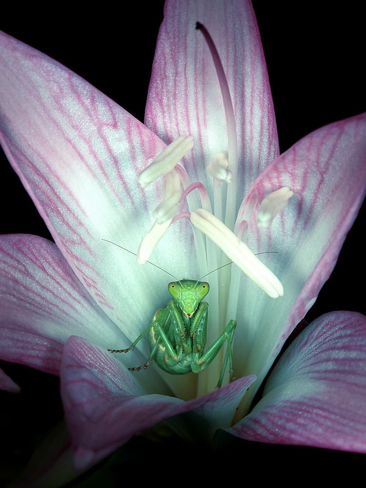 Mantis in Pink Bloom by Jimmy Hoffman — canvas wall art