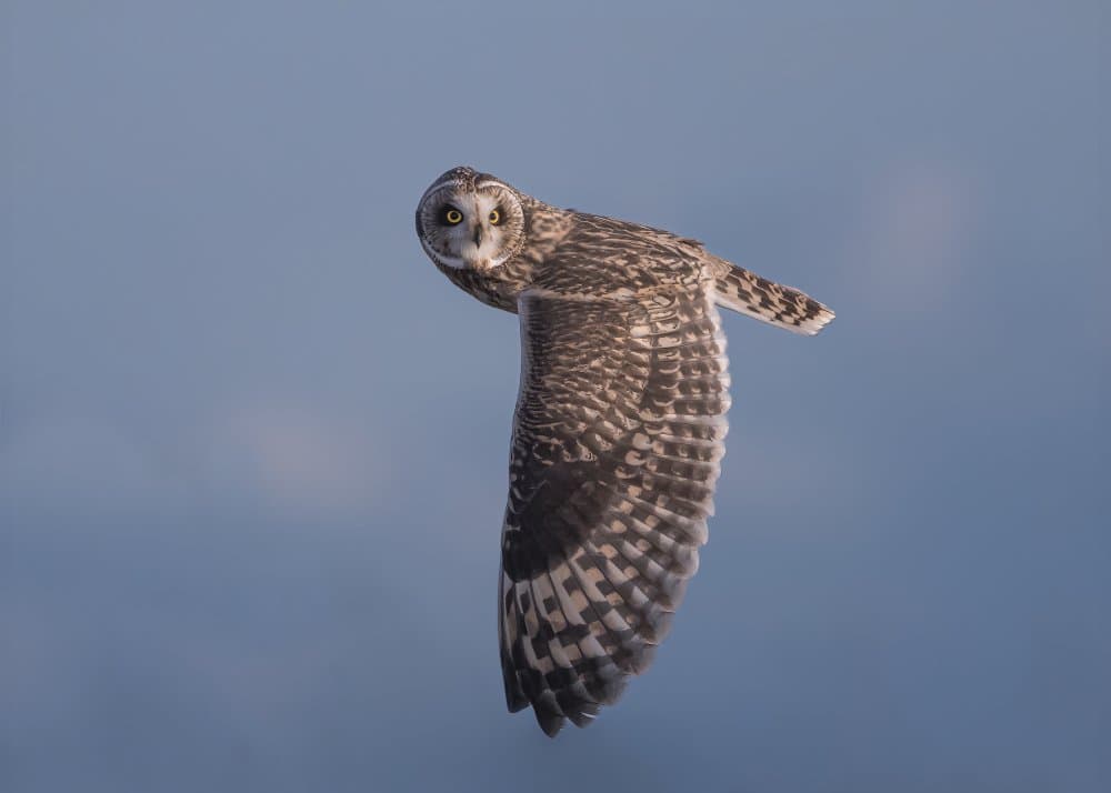 Wild Owl in Flight by Tony Xu — canvas wall art