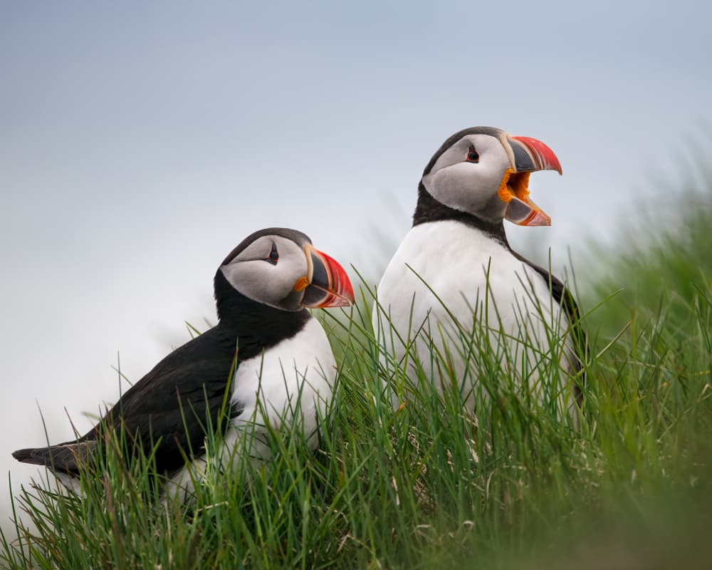 Puffin Pair Calling by Shenshen Dou — canvas wall art