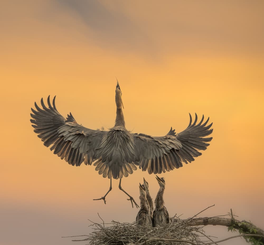 Heron Family Golden Sunset by Ruiqing P. — canvas wall art
