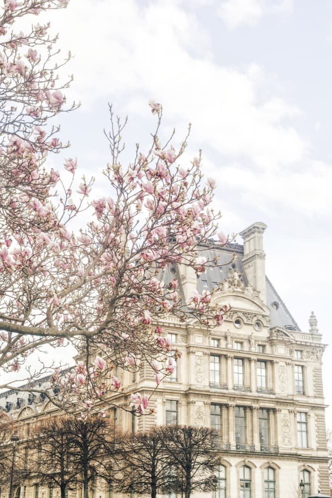 Magnolia Blossoms Paris by Talitha McQueen — canvas wall art